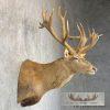 South Pacific Red Deer Stag Taxidermy Shoulder Mount For Sale - Image 4