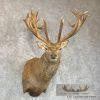 South Pacific Red Deer Stag Taxidermy Shoulder Mount For Sale - Image 2