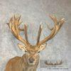 South Pacific Red Deer Stag Taxidermy Shoulder Mount For Sale - Image 7