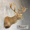 South Pacific Red Deer Stag Taxidermy Shoulder Mount For Sale - Image 6