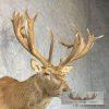 South Pacific Red Deer Stag Taxidermy Shoulder Mount For Sale - Image 8