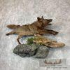 Black Coyote Life-Size Taxidermy Mount For Sale - Image 2
