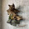 Black Coyote Life-Size Taxidermy Mount For Sale - Image 5