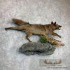 Black Coyote Life-Size Taxidermy Mount For Sale - Image 3