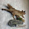 Black Coyote Life-Size Taxidermy Mount For Sale - Image 4