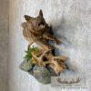 Black Coyote Life-Size Taxidermy Mount For Sale - Image 6