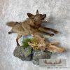 Black Coyote Life-Size Taxidermy Mount For Sale - Image 7