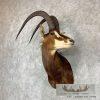 African Sable Antelope Taxidermy Shoulder Mount For Sale - Image 2