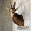 African Sable Antelope Taxidermy Shoulder Mount For Sale - Image 4