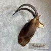 African Sable Antelope Taxidermy Shoulder Mount For Sale - Image 3