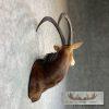 African Sable Antelope Taxidermy Shoulder Mount For Sale - Image 5