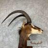 African Sable Antelope Taxidermy Shoulder Mount For Sale - Image 6