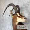 African Sable Antelope Taxidermy Shoulder Mount For Sale - Image 7