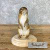 Chipmunk Taxidermy Mount For Sale - Image 3