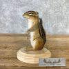 Chipmunk Taxidermy Mount For Sale - Image 2