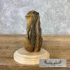 Chipmunk Taxidermy Mount For Sale - Image 6