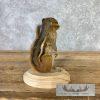 Chipmunk Taxidermy Mount For Sale - Image 5