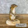 Chipmunk Taxidermy Mount For Sale - Image 4