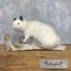 White Opossum Taxidermy Mount For Sale - Image 2
