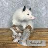 White Opossum Taxidermy Mount For Sale - Image 4