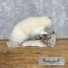 White Opossum Taxidermy Mount For Sale - Image 5