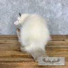 White Opossum Taxidermy Mount For Sale - Image 6