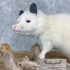 White Opossum Taxidermy Mount For Sale - Image 8