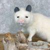 White Opossum Taxidermy Mount For Sale - Image 7