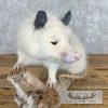 White Opossum Taxidermy Mount For Sale - Image 9