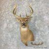 Whitetail Deer Taxidermy Shoulder Mount For Sale - Image 2