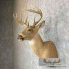 Whitetail Deer Taxidermy Shoulder Mount For Sale - Image 4
