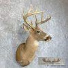 Whitetail Deer Taxidermy Shoulder Mount For Sale - Image 3