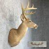 Whitetail Deer Taxidermy Shoulder Mount For Sale - Image 5