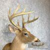 Whitetail Deer Taxidermy Shoulder Mount For Sale - Image 6