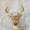 Whitetail Deer Taxidermy Shoulder Mount For Sale - Image 8
