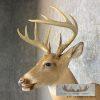 Whitetail Deer Taxidermy Shoulder Mount For Sale - Image 7
