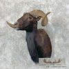 Black Hawaiian Ram Taxidermy Shoulder Mount For Sale - Image 4