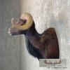 Black Hawaiian Ram Taxidermy Shoulder Mount For Sale - Image 5