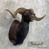 Black Hawaiian Ram Taxidermy Shoulder Mount For Sale - Image 3