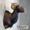 Black Hawaiian Ram Taxidermy Shoulder Mount For Sale - Image 6