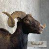 Black Hawaiian Ram Taxidermy Shoulder Mount For Sale - Image 7