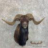 Black Hawaiian Ram Taxidermy Shoulder Mount For Sale - Image 2