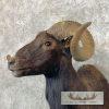 Black Hawaiian Ram Taxidermy Shoulder Mount For Sale - Image 8