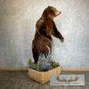 Brown Bear Life-size Taxidermy Mount For Sale - Image 10