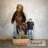 Brown Bear Life-size Taxidermy Mount For Sale - Image 3