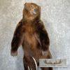 Brown Bear Life-size Taxidermy Mount For Sale - Image 11