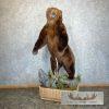 Brown Bear Life-size Taxidermy Mount For Sale - Image 2