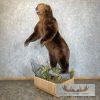 Brown Bear Life-size Taxidermy Mount For Sale - Image 4