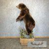 Brown Bear Life-size Taxidermy Mount For Sale - Image 5