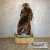Brown Bear Life-size Taxidermy Mount For Sale - Image 7